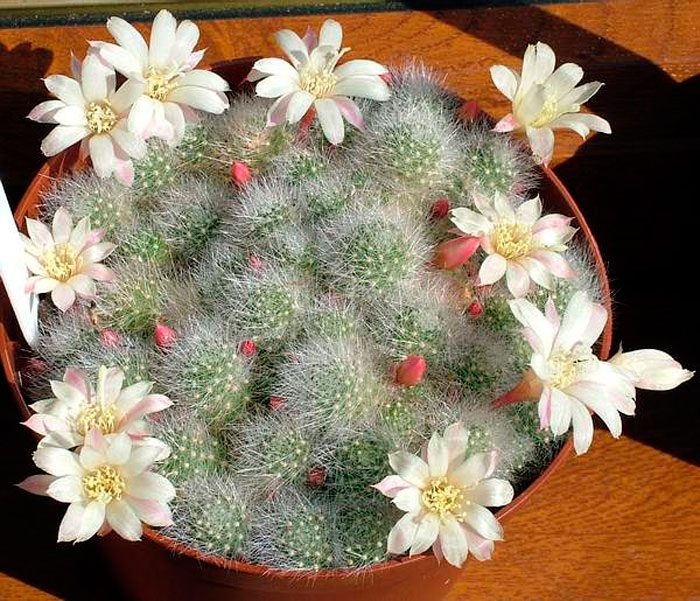 Ребуция альбифлора (Rebutia albiflora) или ребуция белоцветковая