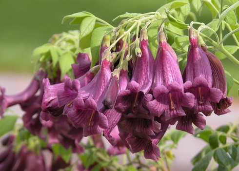 Жакаранда пушистая (Jacaranda tomentosa)