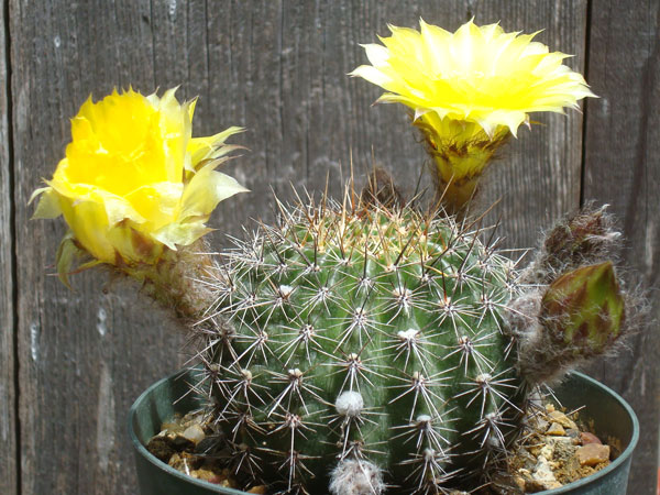 Эхинопсис золотистый (Echinopsis aurea)