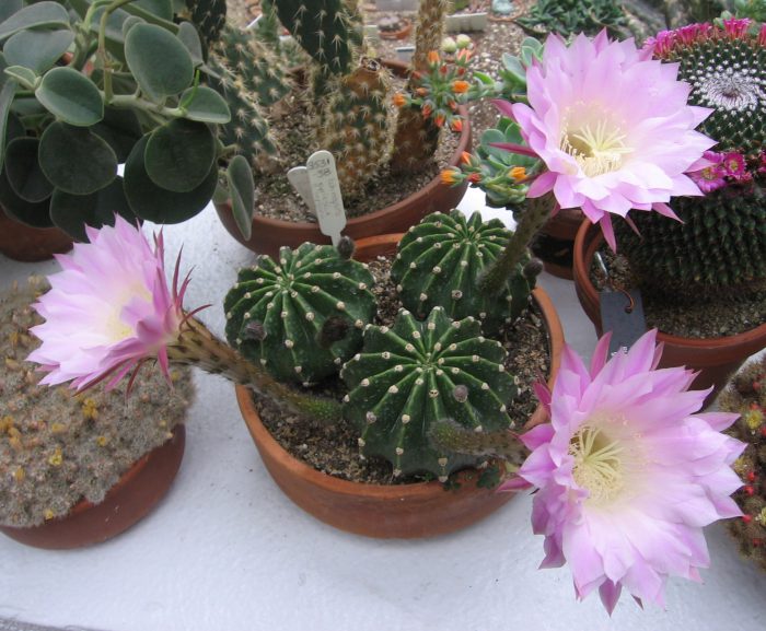 Эхинопсис Эйриеза (Echinopsis eyriesii)