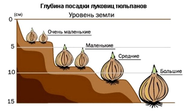 Особенности пересадки