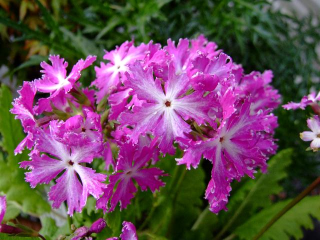 Примула Зибольда (Primula sieboldii)