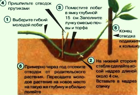 Как размножить отводками