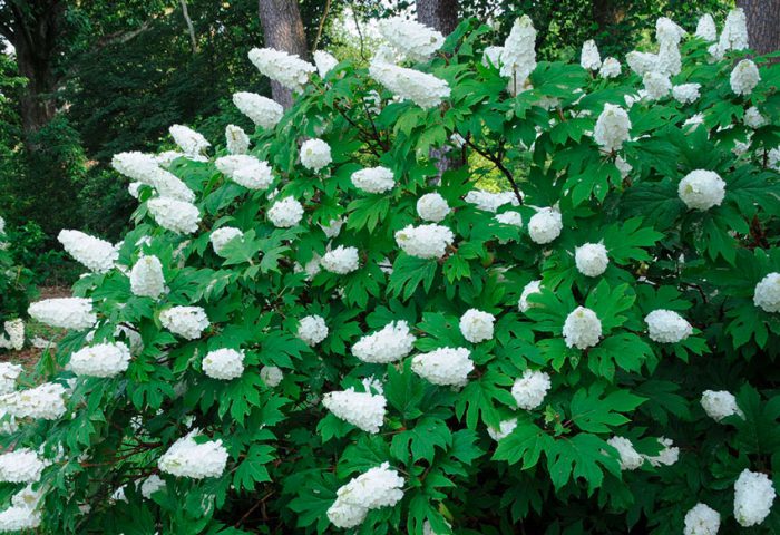 Гортензия дуболистная (Hydrangea quercifolia)