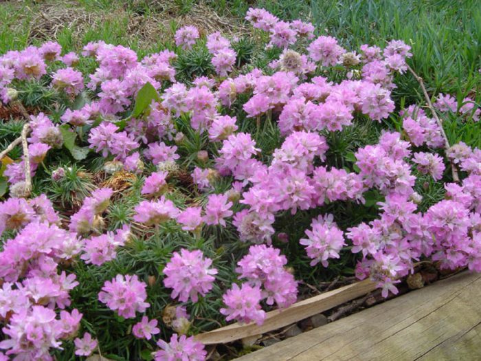 Армерия дернистая, или армерия можжевеловолистная (Armeria juniperifolia, Armeria cespitosa)