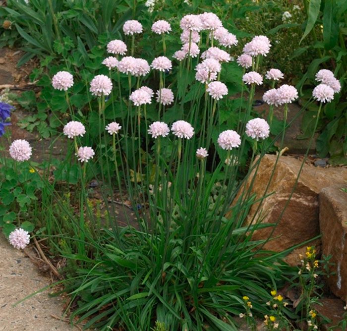 Армерия Вельвича (Armeria welwitschii)