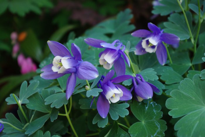 Аквилегия вееровидная (Aquilegia flabellata)