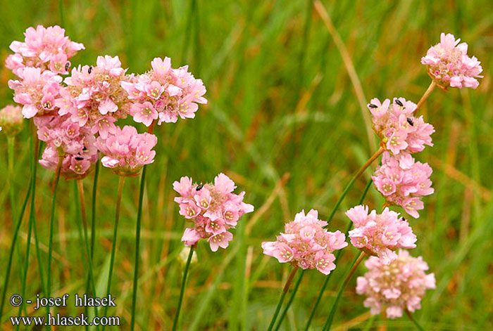 Армерия обыкновенная, садовая (Armeria vulgaris)