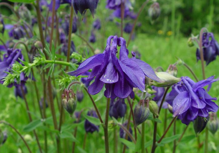 Аквилегия обыкновенная (Aquilegia vulgaris)