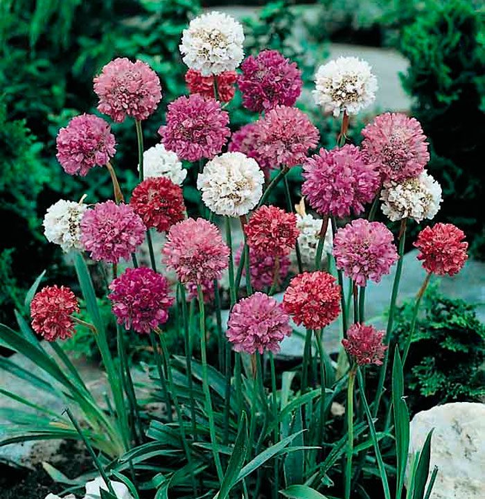 Армерия прекрасная (Armeria formosa)