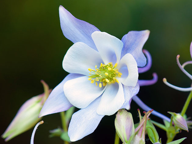 Аквилегия гибридная (Aquilegia hybrida)