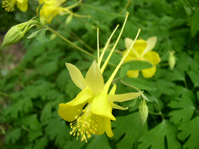 Аквилегия золотистоцветковая (Aquilegia chrysantha)