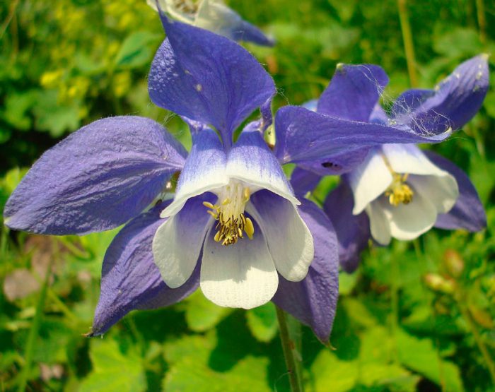 Аквилегия олимпийская (Aquilegia olympica)