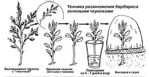 Размножение барбариса черенками