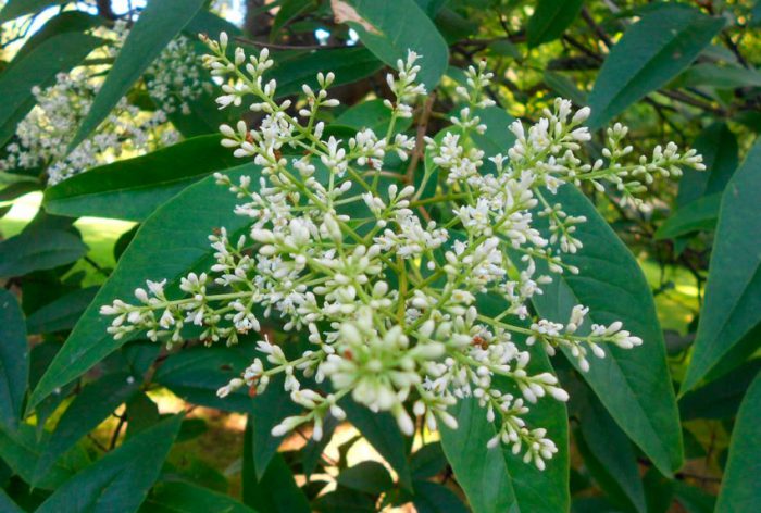 Бирючина плотная (Ligustrum compactum)