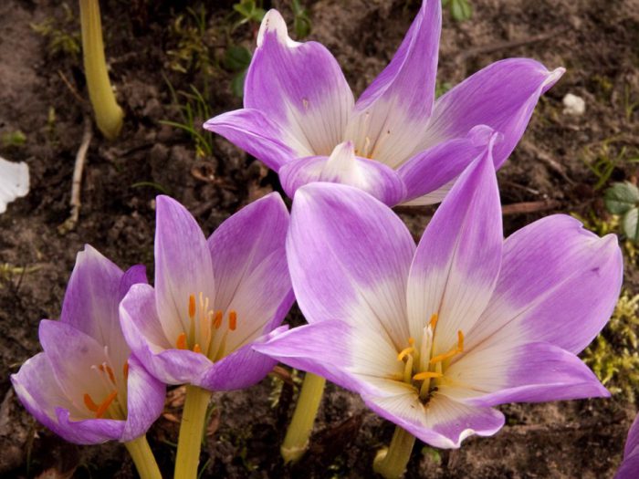 Безвременник великолепный (Colchicum speciosum)