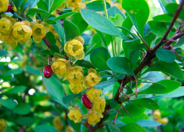 Барбарис обыкновенный (Berberis vulgaris)