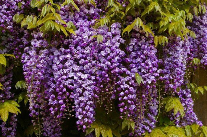 Глициния обильноцветущая, или многоцветковая (Wisteria floribunda)