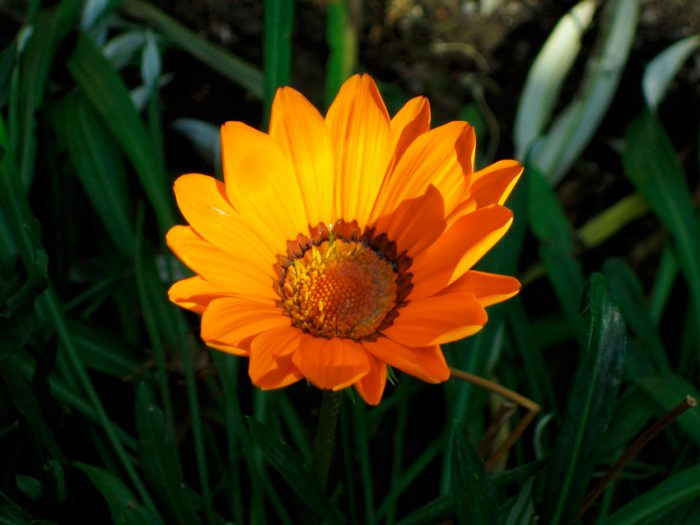 Гацания павлинья (Gazania pavonia)