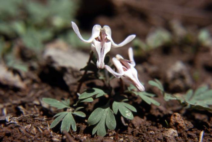 Дицентра одноцветковая (Dicentra uniflora)