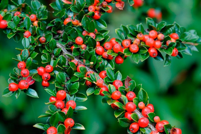 Кизильник горизонтальный (Cotoneaster horizontalis)