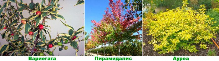 Кизил обыкновенный (Cornus mas)