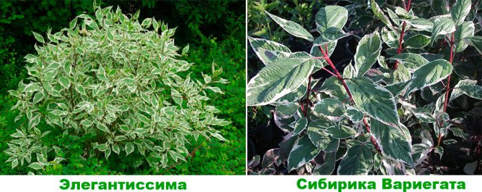 Кизил белый (Cornus alba)