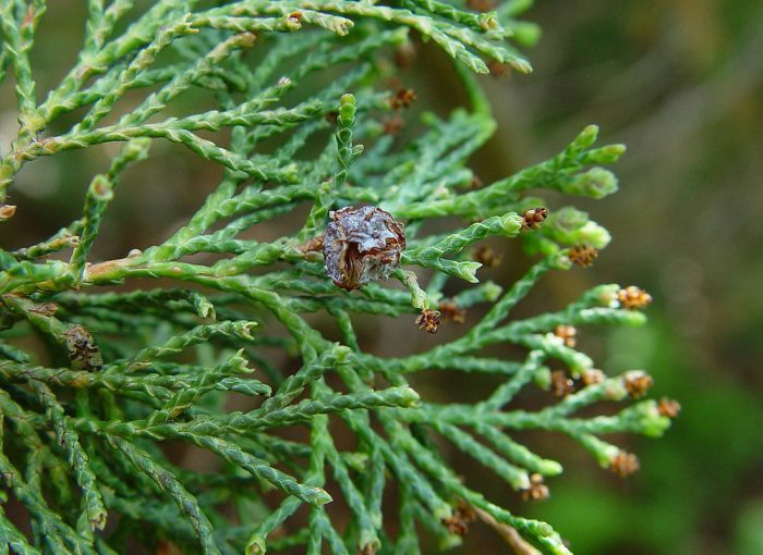 Кипарисовик туевидный (Chamaecyparis thyoides)