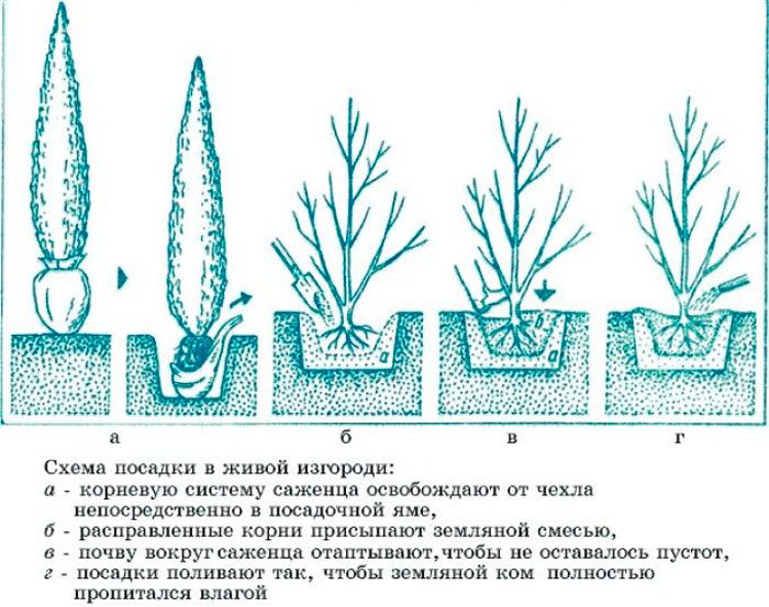 Посадка кипарисовика