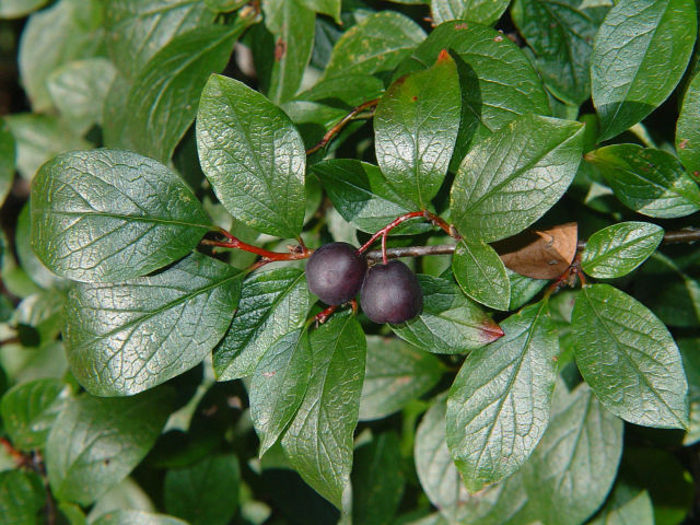 Кизильник черноплодный (Cotoneaster melanocarpus)