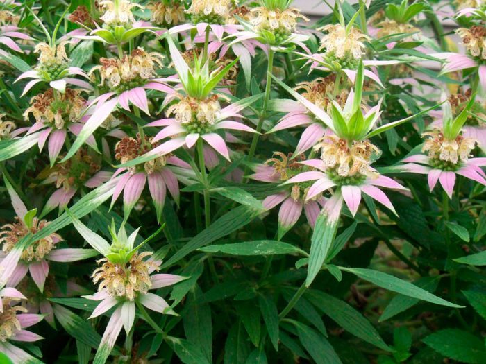 Монарда точечная (Monarda punctata)