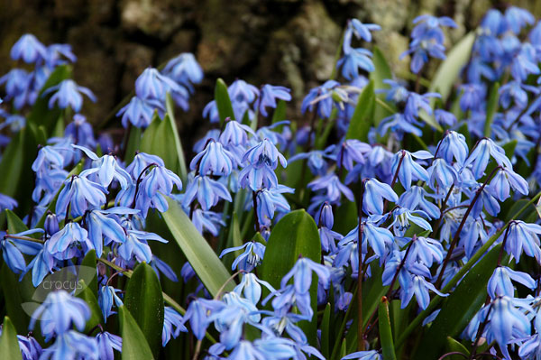 Сибирский (Scilla sibirica subsp. sibirica) 