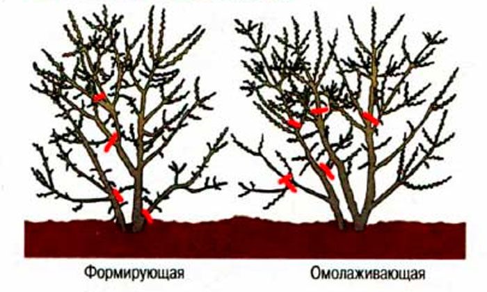 Обрезка облепихи