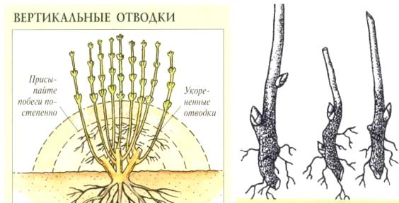 Размножение калины вертикальными отводками