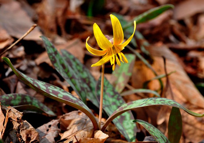 Эритрониум американский (Erythronium americanum = Erythronium angustatum = Erythronium bracteatum)