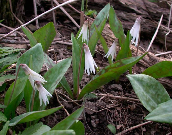 Эритрониум беловатый (Erythronium albidum)