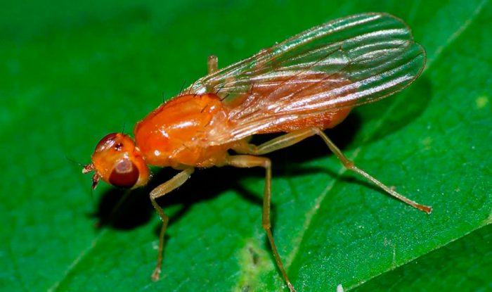 Морковная муха 