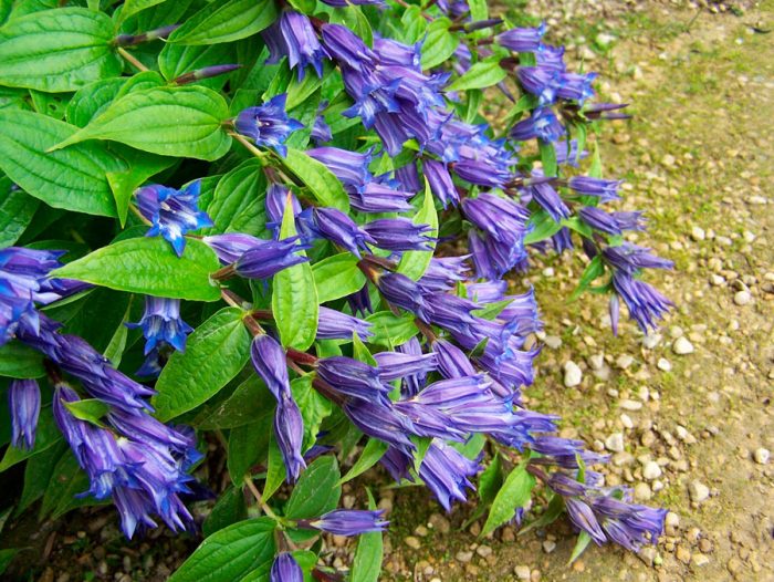 Горечавка ластовневая (Gentiana asclepiadea), или ваточник