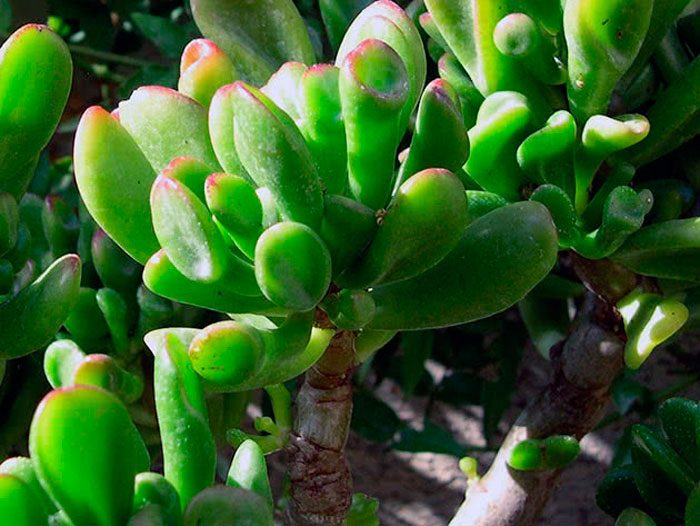 Крассула портулаковая (Crassula portulacea), либо серебристая