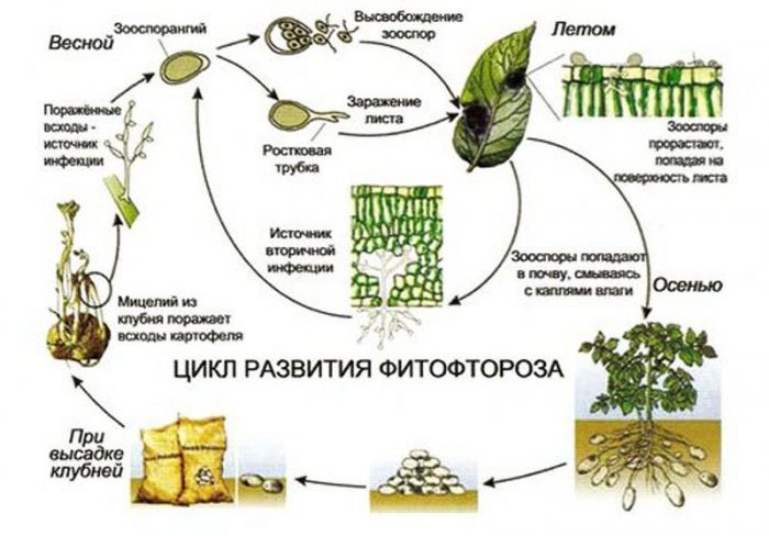 Особенности фитофторы