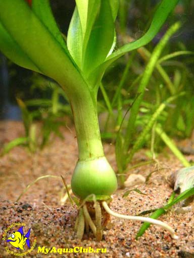 Кринум таиландский (Crinum thaianum)