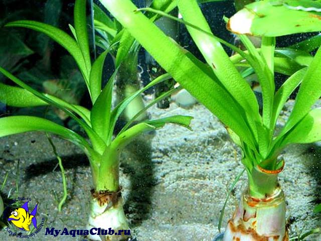 Кринум таиландский (Crinum thaianum)