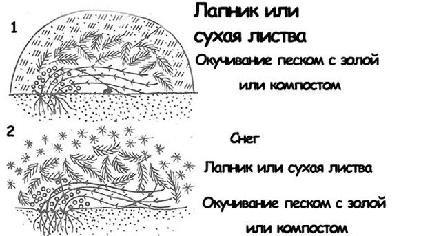 shema-ukritie-klematisa