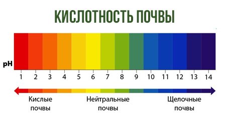 opredelyaem-kislotnost-pochvi