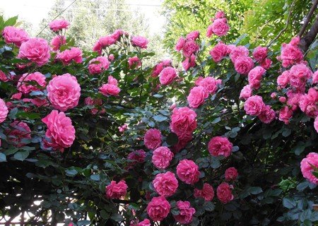 Завораживающее цветение роз