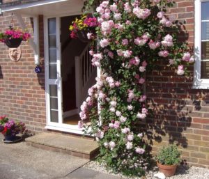 Посадка роз осенью: пошаговая инструкция. Плетистые розы будут хорошо себя чувствовать у южной стены дома.