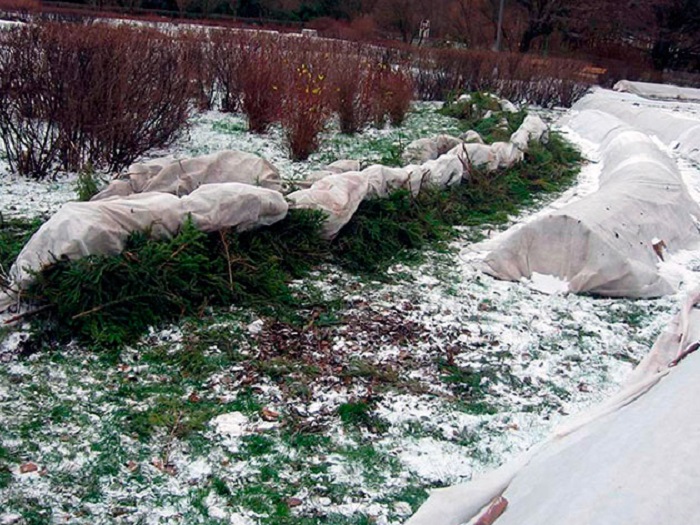 Сооружение зимних укрытий позволяет расширить ассортимент выращиваемых в данной климатической зоне роз