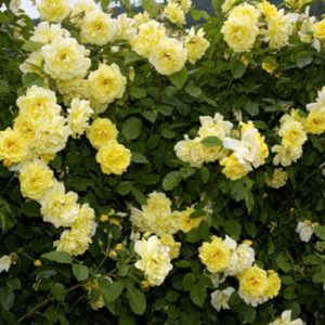 Плетистая роза Goldstern – один из самых популярных сортов жёлтой розы в России.