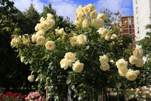 Плетистая роза Elfe отличается не только высокой морозостойкостью и сильным иммунитетом, но и оригинальным оттенком цветка.
