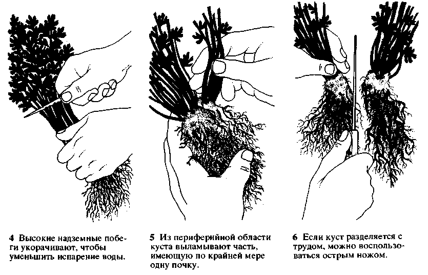 Рисунок-схема 